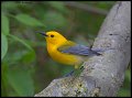 _5SB1684 prothonotary warbler
